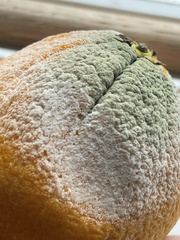 Penicillium