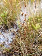 Juncus stygius