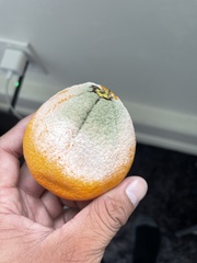 Penicillium
