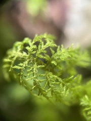 Hylocomium splendens