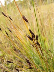Schoenus ferrugineus
