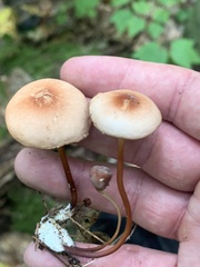 Marasmius cohaerens