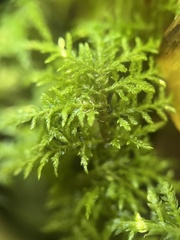 Hylocomium splendens