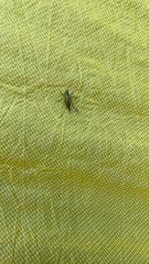 Conocephalus brevipennis