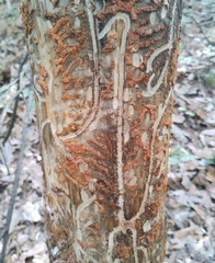 Ips sexdentatus