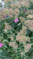 Spiraea japonica