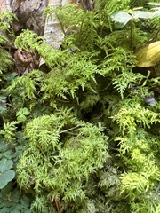 Hylocomium splendens