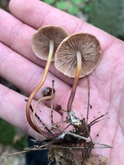 Marasmius cohaerens