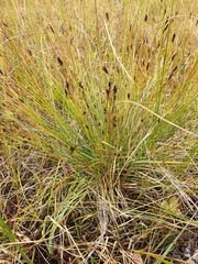 Schoenus ferrugineus