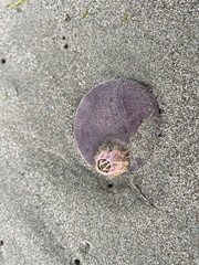 Paraconcavus pacificus