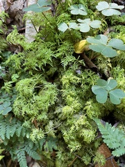 Hylocomium splendens