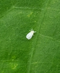 Aleyrodes proletella