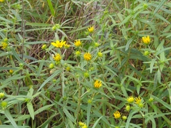 Helianthus porteri