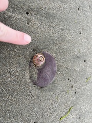 Paraconcavus pacificus