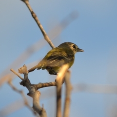 Vireo bellii