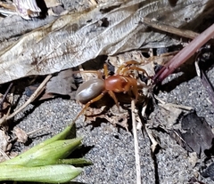 Dysdera crocata