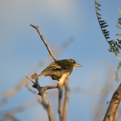 Vireo bellii