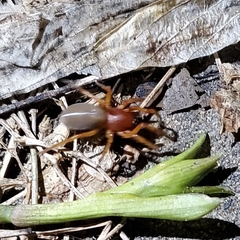 Dysdera crocata