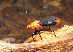 Ectrichodiinae