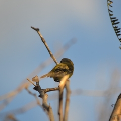 Vireo bellii