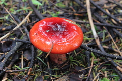 Russulales