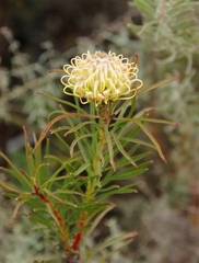 Leucospermum lineare