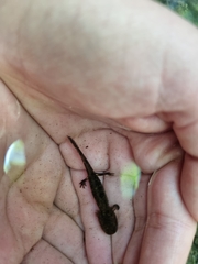 Salamandra salamandra