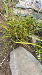 Cyperus squarrosus