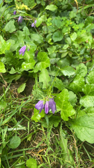 Campanula rapunculoides