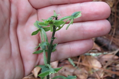 Habenaria floribunda