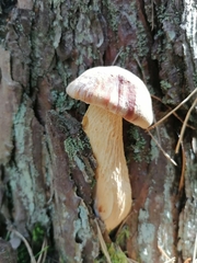 Aureoboletus projectellus