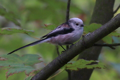 Aegithalos caudatus