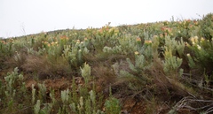 Leucadendron daphnoides