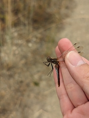 Sympetrum pallipes