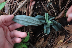 Habenaria floribunda