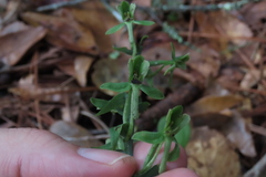 Habenaria floribunda