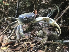 Cardisoma guanhumi