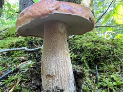 Boletus