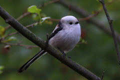 Aegithalos caudatus