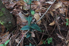 Habenaria floribunda