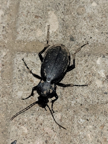 Leather Beetle