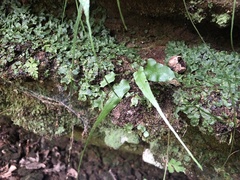 Asplenium rhizophyllum