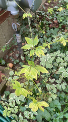 Sanicula canadensis