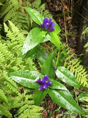 Gentiana clausa