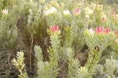 Leucadendron daphnoides