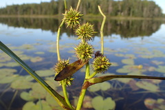 Sparganium americanum