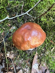 Boletus