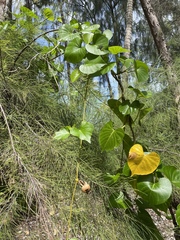 Ipomoea violacea