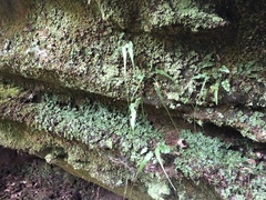 Asplenium rhizophyllum