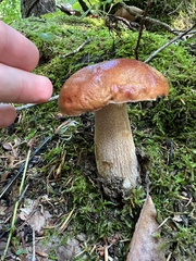 Boletus